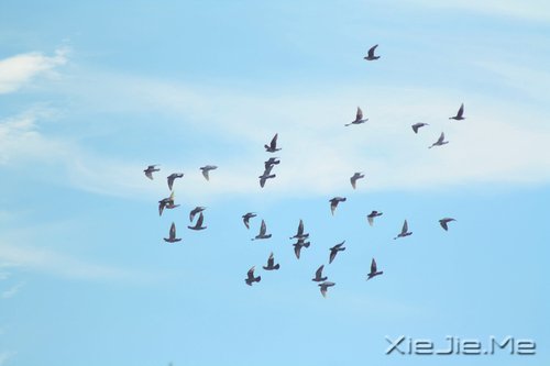 ƽ���밲���������������һ������ (1)