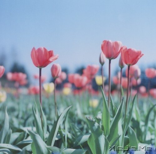 ���Լ����ˣ��Ż����˰� (2)